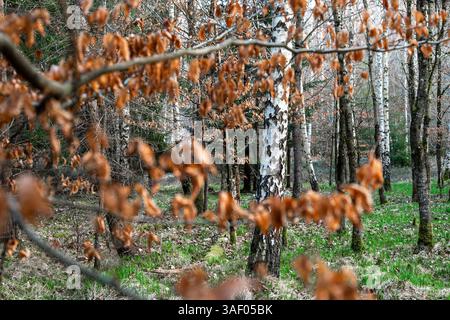 Beautiful birch trees in the forest in early spring Stock Photo