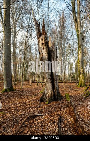 Burned and broken tree trunk in the forest in spring Stock Photo