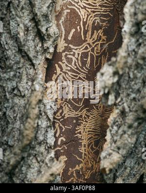 Close-up of tree bark showing intricate beetle tunnels beneath the surface, revealing natural patterns caused by bark beetle infestation. Stock Photo