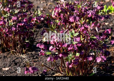 Bushes of the first burgundy-pink hellebore flowers in a flowerbed on a sunny day Stock Photo
