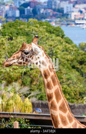 Giraffe head at with views over Sydney Harbour at Taronga Zoo, Sydney, Mosman, New South Wales, Australia Stock Photo