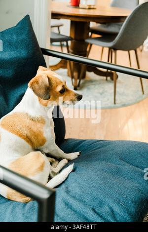 Small dog resting on a blue chair in a cozy living space Stock Photo