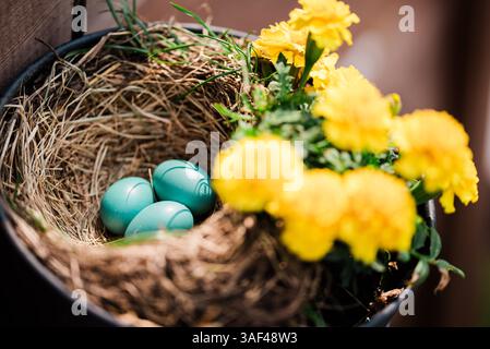 Colorful robin's eggs nestled in a nest surrounded by yellow marigolds Stock Photo
