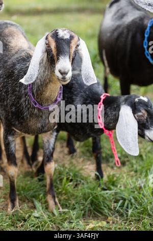 Two Nubian goats with floppy ears and colorful collars on grass Stock Photo