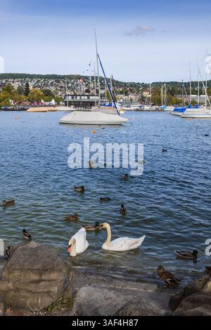 Swans and ducks on Lake Zurich (Zurichsee) in Zurich, Switzerland. Stock Photo