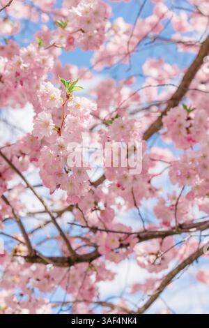 Soft sunlight filters through blooming cherry blossoms on tree. Stock Photo