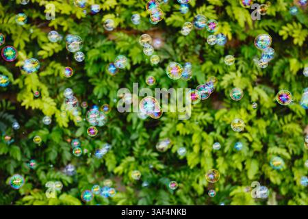 Colorful soap bubbles floating in front of leafy green background Stock Photo