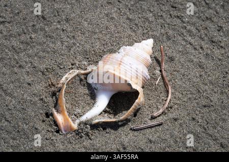 Seashell on sandy beach, Kuku Beach, Horowhenua, North Island, New Zealand Stock Photo