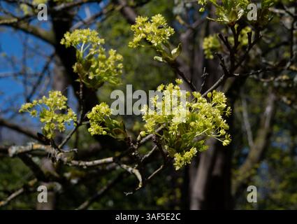 Acer platanoides (Norway Maple) flowering in spring, Batsford Arboretum, Gloucestershire, UK Stock Photo