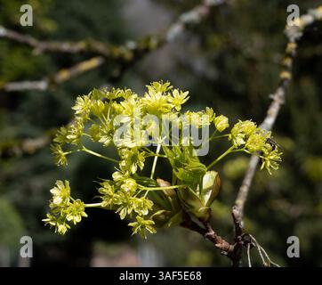 Acer platanoides (Norway Maple) flowering in spring, Batsford Arboretum, Gloucestershire, UK Stock Photo