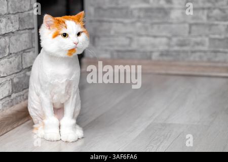 image of a shaved cat sitting on the floor. funny white cat with red head. cat after grooming. place for inscription Stock Photo