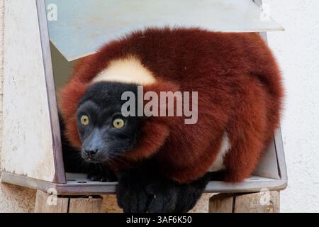 A close-up of a brown and black lemur with large eyes, crouching inside a box. The lemur has a fluffy coat with a distinctive white patch on its back Stock Photo