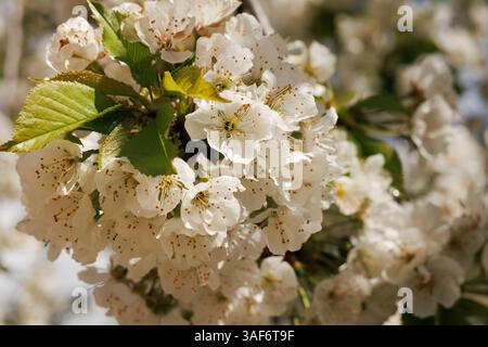 Bouquet of wild cherry blossoms, Prunus avium, on a tree branch, Alcoy, Spain Stock Photo