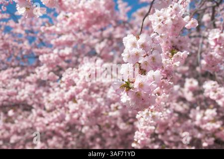 Bright pink branch of Sakura cherry blossom flowers on a sunny day in Kungsträdgården, Stockholm Stock Photo