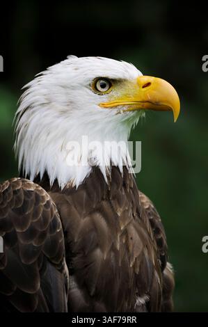 Bald Eagle (Haliaeetus leucocephalus) | Weißkopfseeadler (Haliaeetus leucocephalus) Stock Photo
