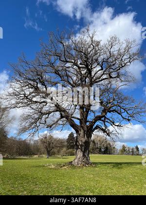 A single oak tree before the leaves open in spring, standing in a meadow in the English countryside. Sunny day with blue sky and fluffy white clouds. Stock Photo