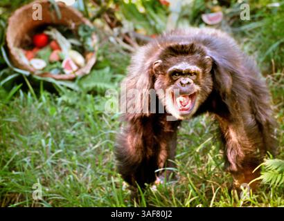 TP.113819.- - DELIVER TO:.Tampa Desk.- -.11/21/2000.Tampa.CAPTION INFO:.Bamboo, a 38-year-old chimpanzee, rejoices at the sight of a Thanksgiving feast of fruits, vegetables and greens Tuesday morning at Busch Gardens in Tampa. Bamboo was one of six chimps treated to a larger-than-life cornucopia filled with goodies prepared by lead primate keeper Tonia Westfall (cq) and zookeeper Charlene Nixon (Credit Image: St Petersburg Times/ZUMAPRESS.com) Stock Photo