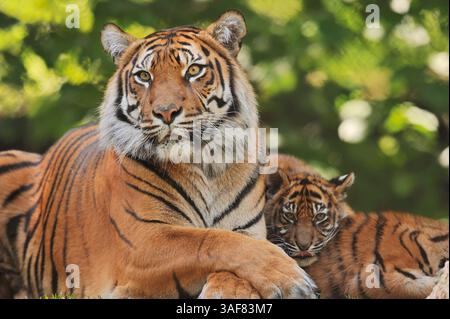 Sumatran Tiger (Panthera tigris sumatrae), female with cub | Sumatra-Tiger (Panthera tigris sumatrae), Weibchen mit Jungtier Stock Photo