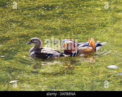 Mated UK naturalised pair of resplendent male and drabber female Mandarin ducks, Aix galericulata Stock Photo