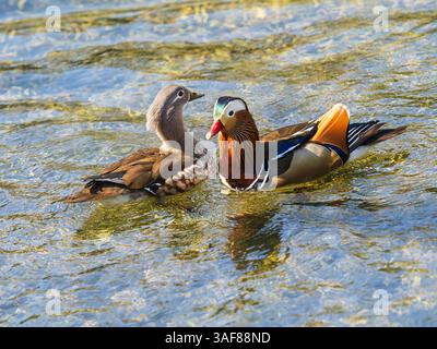 Mated UK naturalised pair of resplendent male and drabber female Mandarin ducks, Aix galericulata Stock Photo