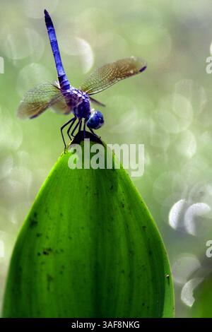 CW 139672 - - DELIVER TO: North of Tampa - - 4/24/2002 Lutz CAPTION INFO: A mature male Blue Dasher dragonfly. This mature male sits on a leaf at the Lutz Nature park in the obelisk position. By positioning itself so the tip of the abdomen is pointed at the sun and the wings rotated down to shade the thorax the body surface exposed to the sun is minimized, thus regulating its temperature. Dragonflies belong to the insect order Odonata and have been around for over 200 million years. - - Times Photo by: Mike Pease - - Story By: - - SCANNED BY: mp - - RUN DATE: (Credit Image: St Petersburg Times Stock Photo