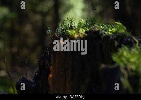 Lichens or moss on a tree stump in the forest. Symbiotic community of mycobiont and photobiont. Fungi and algae. Stock Photo