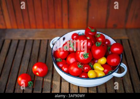 Freshly picked variety of tomatoes in rustic enamel bowl on table. Harvested organic vegetable of homegrown produce Stock Photo