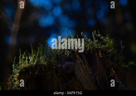 Lichens or moss on a tree stump in the forest. Symbiotic community of mycobiont and photobiont. Fungi and algae. Stock Photo