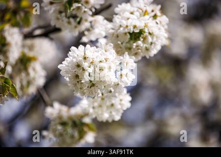 Cherry blossom in spring season. Closeup white bloom on fruit tree branch Stock Photo