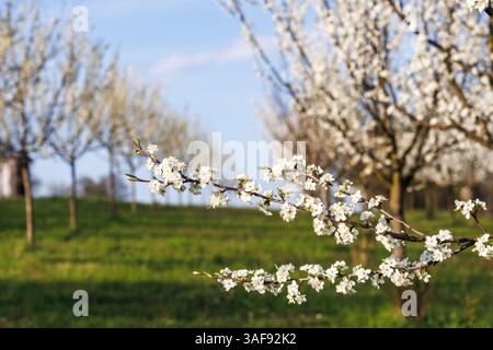 Blooming plum tree in orchard. Spring in garden with white blossom on fruit trees Stock Photo
