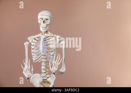 Artificial human skeleton model on light brown background, space for text Stock Photo
