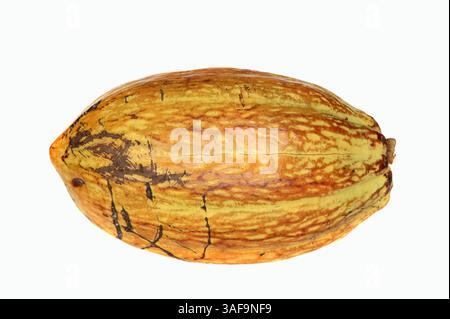 Cacao Tree or Cocoa Tree (Theobroma cacao), ripe fruit | Kakaobaum (Theobroma cacao), reife Kakaofrucht Stock Photo