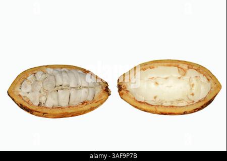Cacao Tree or Cocoa Tree (Theobroma cacao), halved fruit with pulp | Kakaobaum (Theobroma cacao), halbierte Kakaofrucht mit Fruchtfleisch Stock Photo