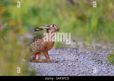 European hare (Lepus europaeus) sitting on the dirt road. Stock Photo