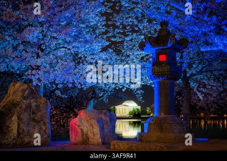 WASHINGTON DC — The Japanese Stone Lantern and surrounding cherry trees are illuminated at night by blue and pink off-camera photographic flashes at the Tidal Basin. This lighting is a temporary photographic effect, not a permanent installation, and the Jefferson Memorial is visible in the background across the water. Stock Photo
