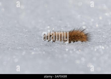 Phragmatobia fuliginosa, the ruby tiger moths larva crawling on the snow. Stock Photo