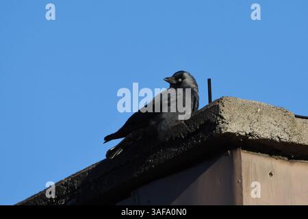 Western jackdaw (Coloeus monedula) sitting on top of a chimney. Stock Photo