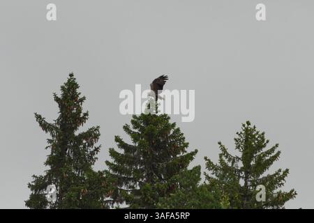 White-tailed eagle (Haliaeetus albicilla) landing on the spruce top. Stock Photo