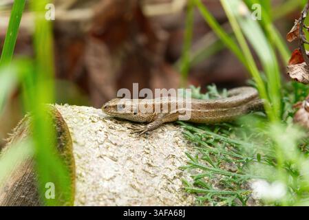 Viviparous lizard, or common lizard, (Zootoca vivipara) basking on a log. Stock Photo