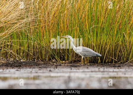 Grey heron (Ardea cinerea) hunting in the wetlands. Stock Photo