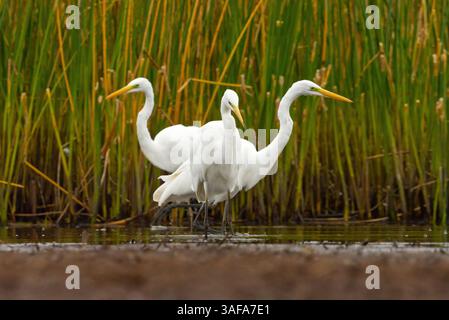 Great egret (Ardea alba) trio hunting together. Stock Photo