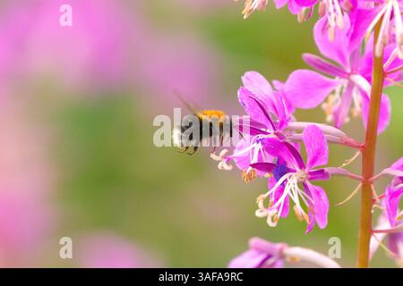 Tree bumblebee or new garden bumblebee (Bombus hypnorum) flying to the flower. Stock Photo