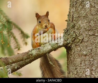 Red squirrel (Sciurus vulgaris) in the forest on a tree branch with spruce cone in mouth. Stock Photo