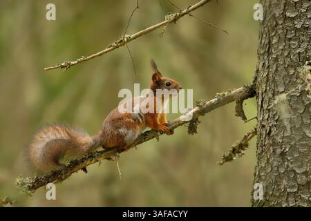 Red squirrel (Sciurus vulgaris) in the forest on a tree branch. Stock Photo