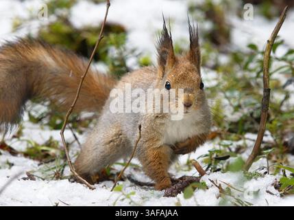 Red squirrel (Sciurus vulgaris) walking in the snowy forest floor. Stock Photo