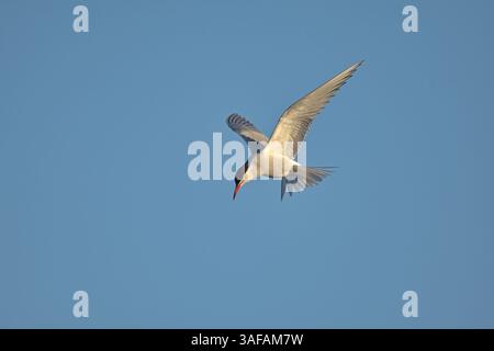 Common tern (Sterna paradisaea) flying and looking for food. Stock Photo