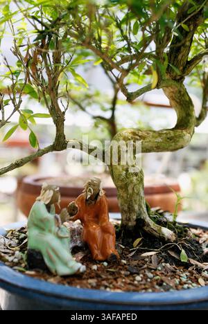 glyphosat-unkrautvernichter bambus Wuchernder Bambus Goldrohrbambus kaufen | Phyllostachys aurea -  Goldrohrbambus