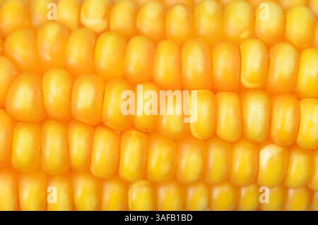 Maize cob or Corncob (Zea mays) | Mais (Zea mays), Maiskolben Stock Photo