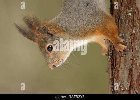 Red squirrel (Sciurus vulgaris) closeup climbing tree upside down. Stock Photo