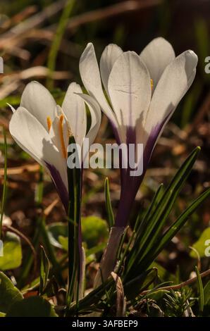 Spring crocus in a pasture in Jura mountain, Switzerland Stock Photo